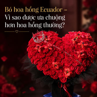 Bó hoa hồng Ecuador – Vì sao được ưa chuộng hơn hoa hồng thường?