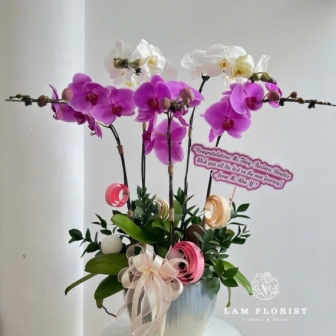 Hoa Lan Hồ Điệp Và Ý Nghĩa Của Sự Khởi Đầu