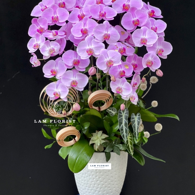 Hương Sắc An Nhiên – Serenity Orchid