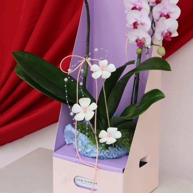 Lan Ngọc An Xuân Mini 