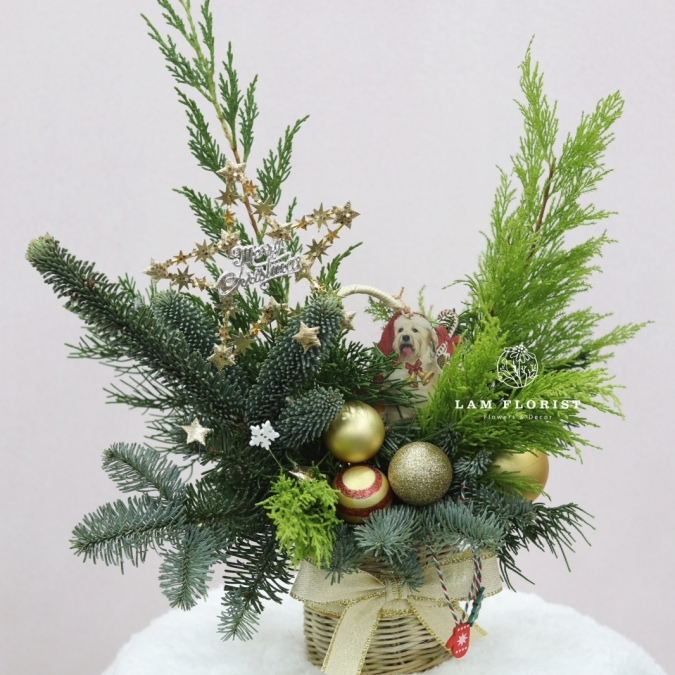  “Golden Star” – Chậu Thông Giáng Sinh Đan Mạch