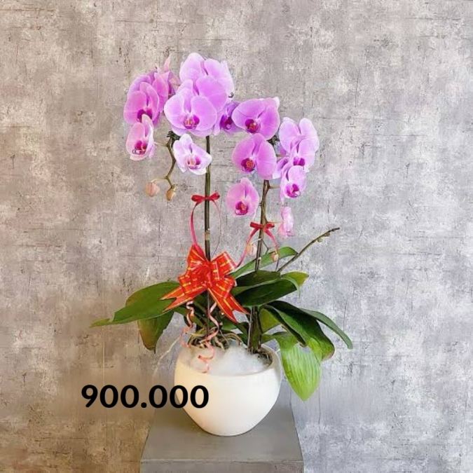 Purple Majesty – Vương Sắc Tím Quyền Uy