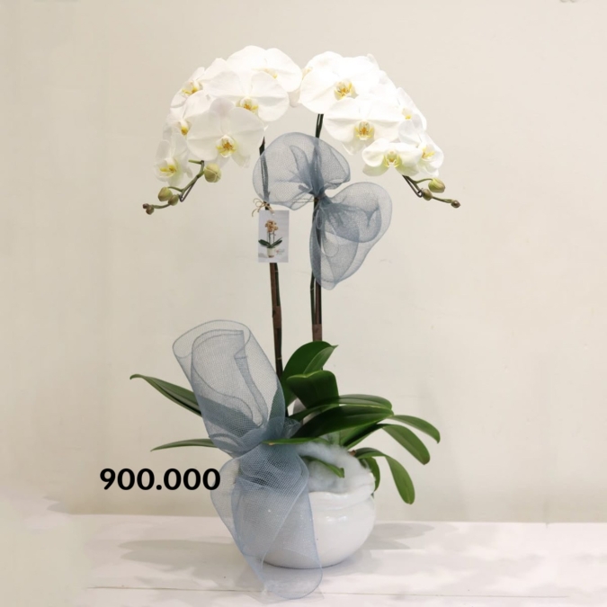 Pure Orchid Elegance – Thanh Khiết Lan Ngọc