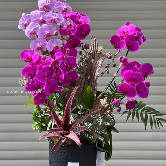 Chậu Lan Hồ Điệp Song Sắc Vượng Tài