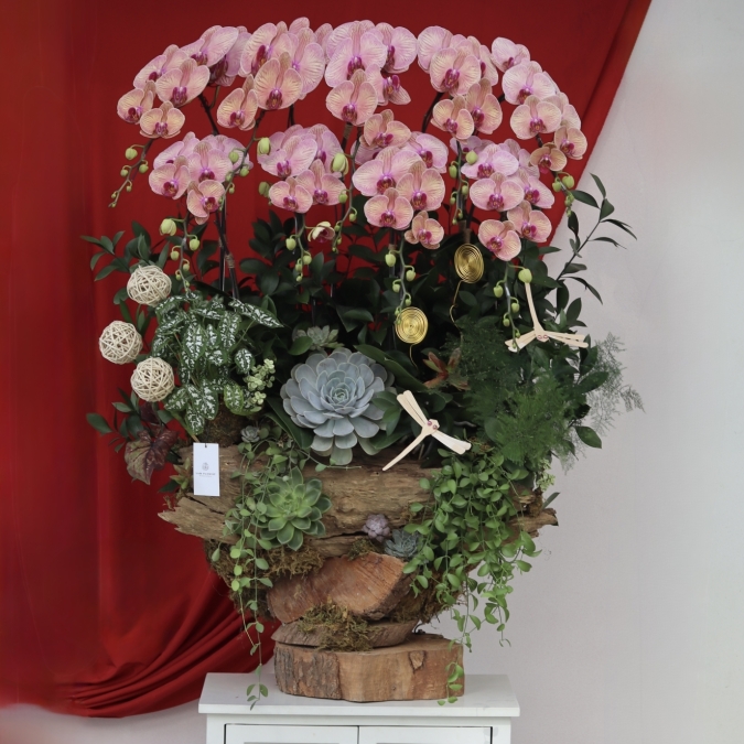🌸 LAN LŨA HỒNG VÂN – VẺ ĐẸP CỦA SỰ AN YÊN & THỊNH VƯỢNG 🌸