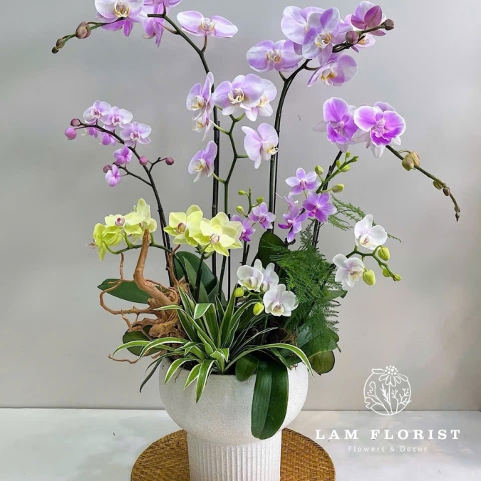 Chậu Lan Hồ Điệp mix 8 cành