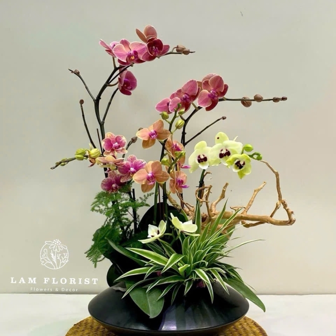 Chậu Lan Hồ Điệp Mini 5 Cành Mix