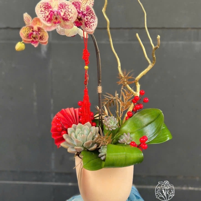 Chậu Hồ Điệp 1 Cành - Happy New Year