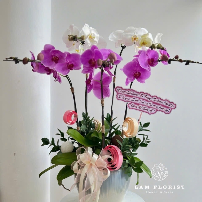 Chậu Lan 5 Cành - Tím mix Trắng