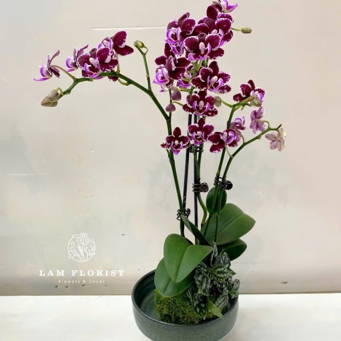 Chậu Lan Hồ Điệp Tím Mini – Vẻ Đẹp Huyền Bí & Sang Trọng