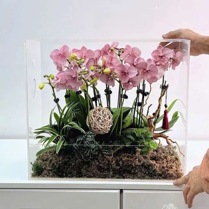 Hộp Mica Lan Hồ Điệp Hồng Pastel – Thanh Lịch & Tinh Tế