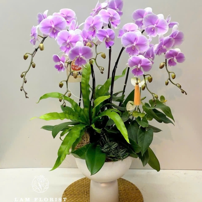 Chậu Lan Hồ Điệp Tím Nhạt 5 Cành – Thanh Lịch & Sang Trọng