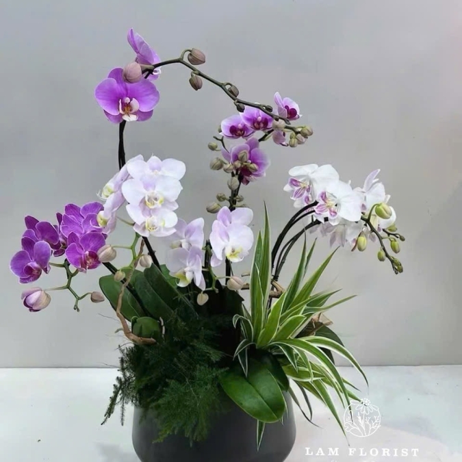 Chậu Lan Hồ Điệp Mini 7 Cành Tím Trắng – Sang Trọng & Trang Nhã