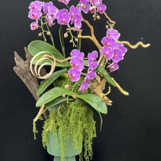 “Sắc Ngọc Thịnh Vượng – Lan Hồ Điệp Tím Rực Rỡ” 💜