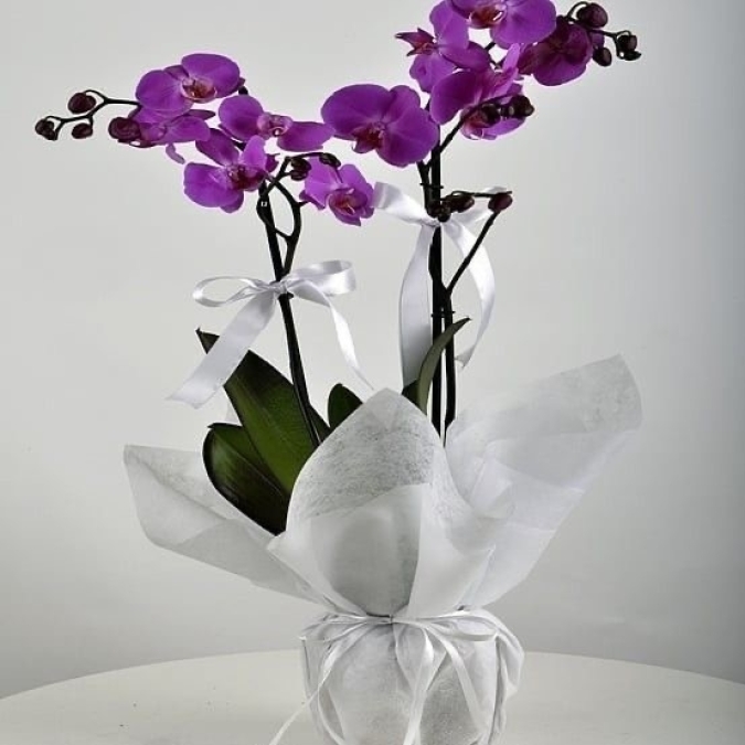 Orchid Marble Elegance – Lan Cẩm Thạch Quý Phái