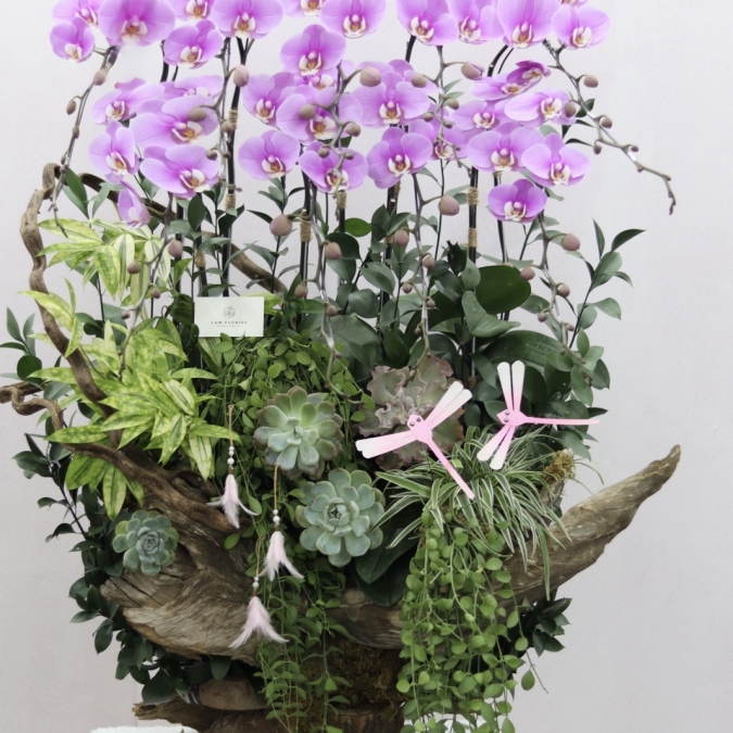 Orchid Symphony on Driftwood – Giao Hưởng Lan Trên Gỗ Lũa
