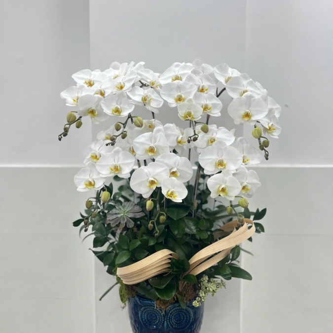 Chậu Hồ điệp trắng 7 cành 