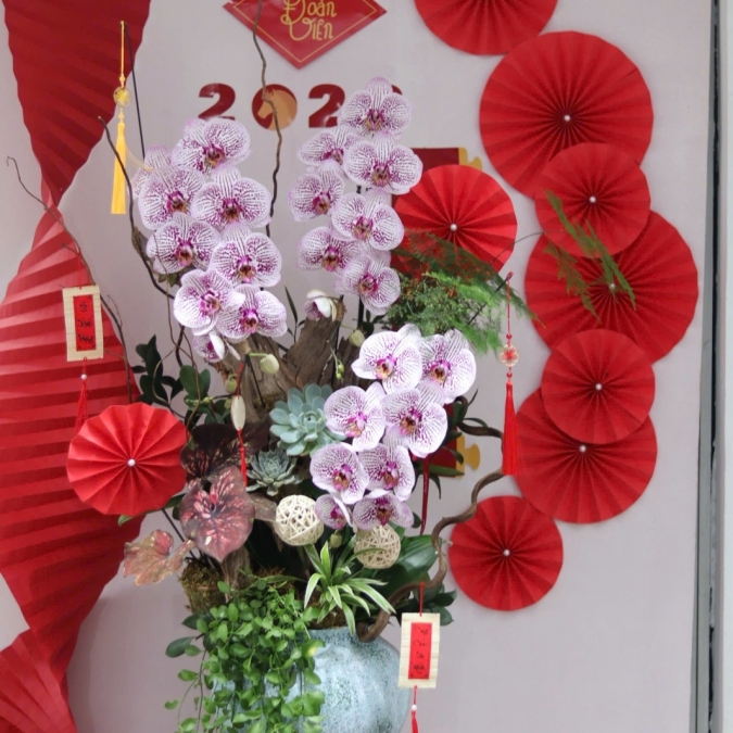 LAN HỒ ĐIỆP TÍM ĐỐM NGỌC – VẺ ĐẸP TINH TẾ, SANG TRỌNG CHO KHÔNG GIAN ĐẦU NĂM