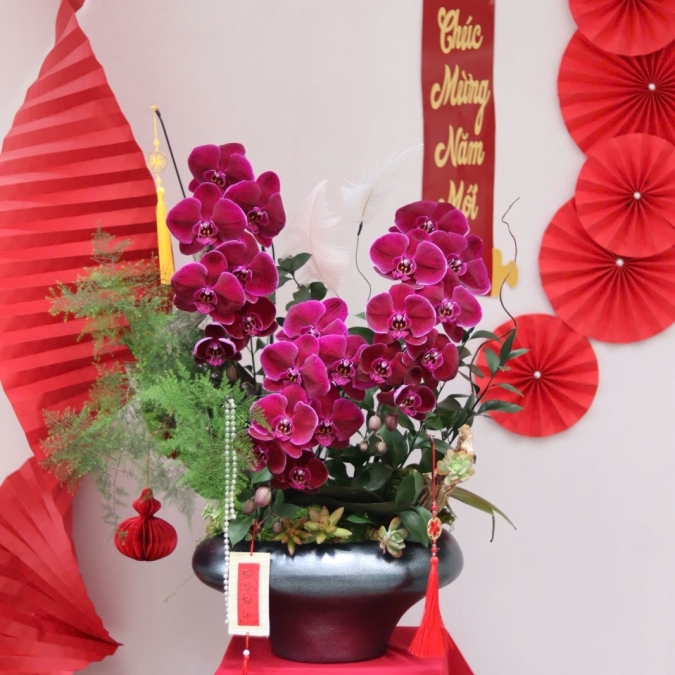 LAN HỒ ĐIỆP ĐỎ PHÚ QUÝ – ĐIỂM NHẤN SANG TRỌNG CHO KHÔNG GIAN NGÀY TẾT