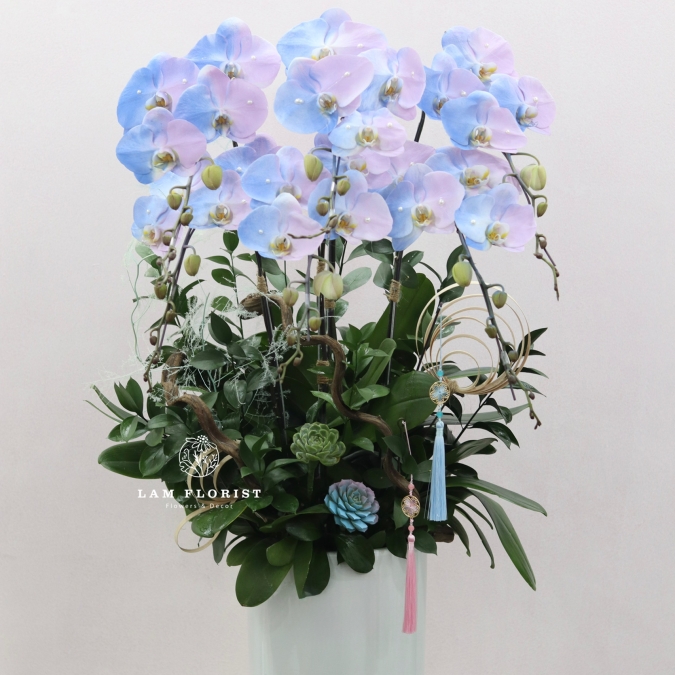 “Lan Hồ Điệp Sky Blue – Thanh Khiết Thịnh Vượng”