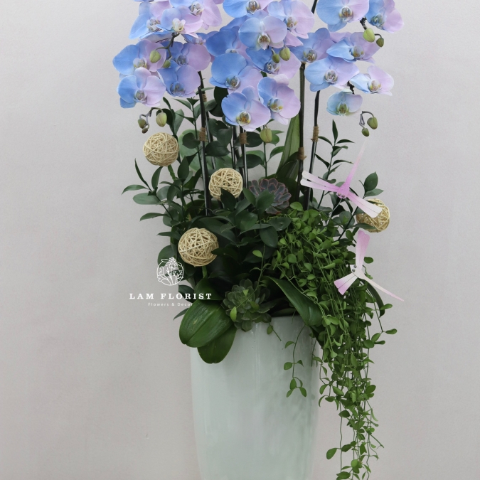 “Lan Hồ Điệp Pastel Nhập Khẩu – Dịu Êm Thanh Nhã”