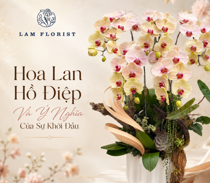 Hoa Lan Hồ Điệp Và Ý Nghĩa Của Sự Khởi Đầu