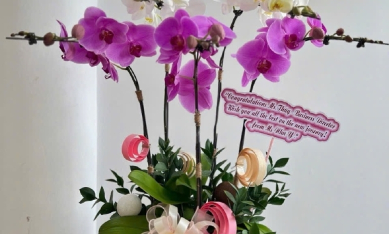 Hoa Lan Hồ Điệp Và Ý Nghĩa Của Sự Khởi Đầu