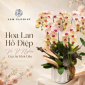 Hoa Lan Hồ Điệp Và Ý Nghĩa Của Sự Khởi Đầu