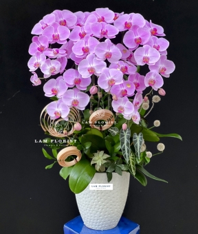 Hương Sắc An Nhiên – Serenity Orchid
