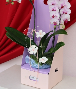 Lan Ngọc An Xuân Mini 