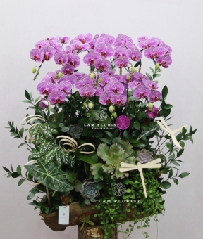 “Lan Vũ Thành Công” 