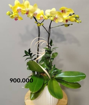 Sunshine Harmony – Hoà Khúc Ánh Dương