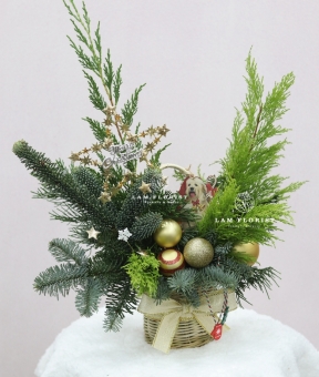  “Golden Star” – Chậu Thông Giáng Sinh Đan Mạch