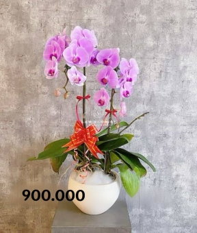 Purple Majesty – Vương Sắc Tím Quyền Uy