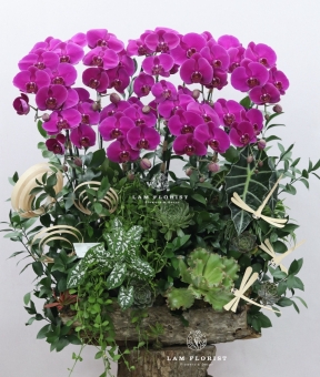 “Vượng Lan Phú Quý”