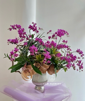 Lan Hồ Điệp Mini Tím Thanh Tú