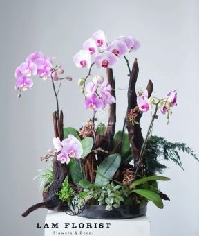 Lan Hồ Điệp Tím Ngọc – Thanh Âm Thiên Nhiên