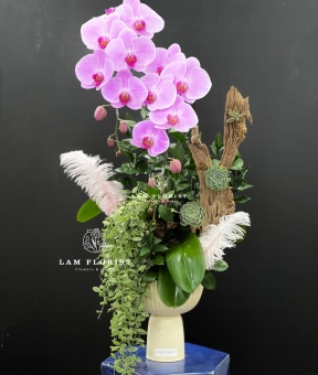 Hương Sắc Thanh Xuân - Chậu hồ điệp 2 cành