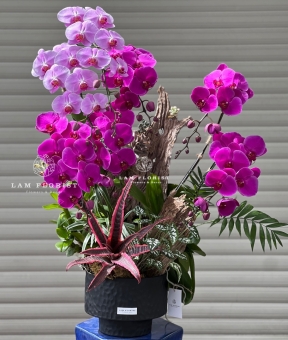 Chậu Lan Hồ Điệp Song Sắc Vượng Tài