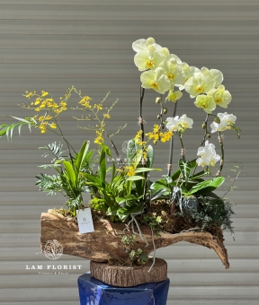 Lan Hồ Điệp Trắng – Vàng Thịnh Vượng