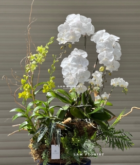 Lan Hồ Điệp Trắng Ngọc Quý