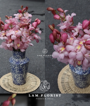 🌸 “Tịnh Sắc Hồng – Bình Địa Lan Thanh Xuân”