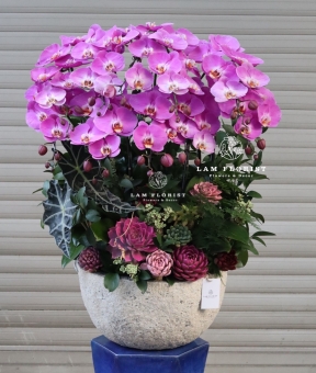 “Tử Vân Viên Mãn – Phúc Khí Đong Đầy”