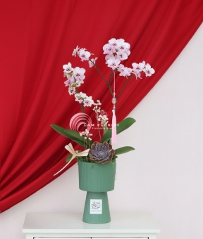 Lan Ngọc Xuân Mini 