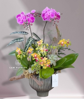 Chậu Lan Hồ Điệp Song Sắc – Thanh Tao & Rực Rỡ 