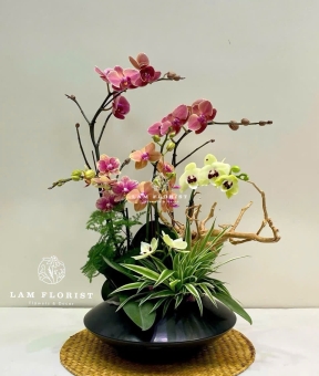 Chậu Lan Hồ Điệp 5 Cành Mix Cao Cấp – Đỏ Nâu & Xanh Bơ, Chậu Gốm Đen