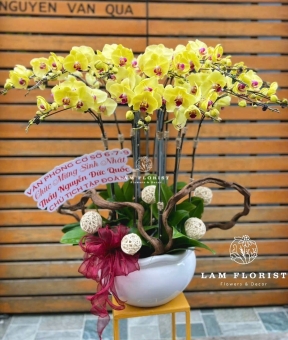 Chậu Lan Hồ Điệp Vàng 15 cành- Chúc Mừng Sinh Nhật