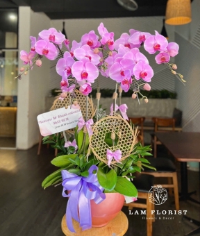 Chậu Lan Hồ Điệp Tím Nhạt 5 Cành 
