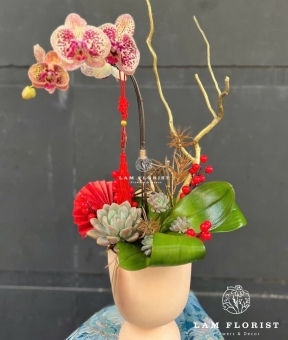 Chậu Hồ Điệp 1 Cành - Happy New Year