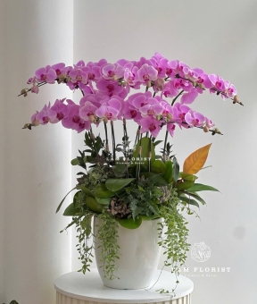 Chậu Lan Hồ Điệp Hồng - Chậu Sứ Trắng Bầu